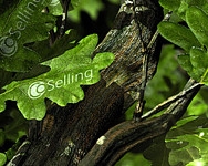 CoSelling